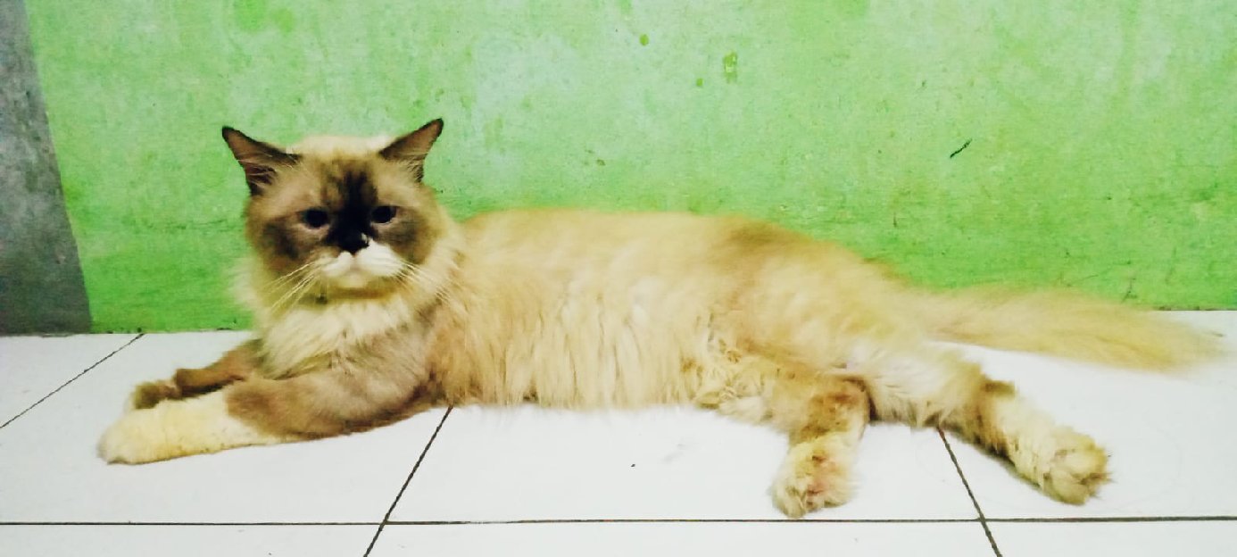 Kucing Himalaya Raggoll Midoll 