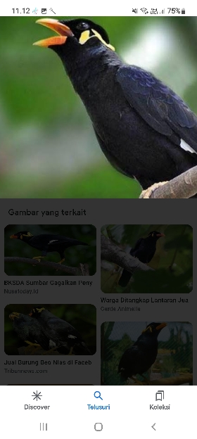 Anakan burung Beo
