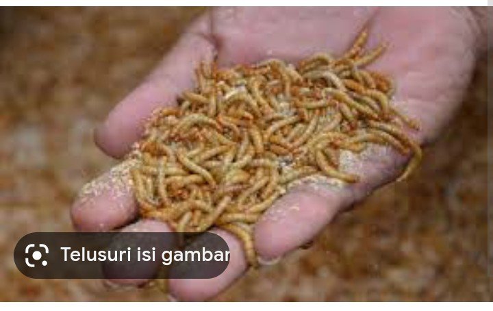 Ulat Hokong Hidup Pakan Reptil Predator