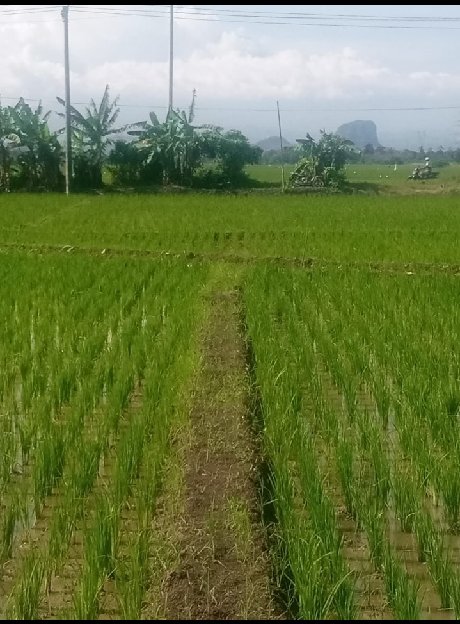TANAH SAWAH MURAH LOKASI STRATEGIS