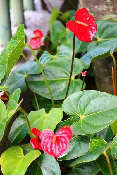 Pohon Anthurium Micky Mous