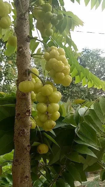 Cermai Manis