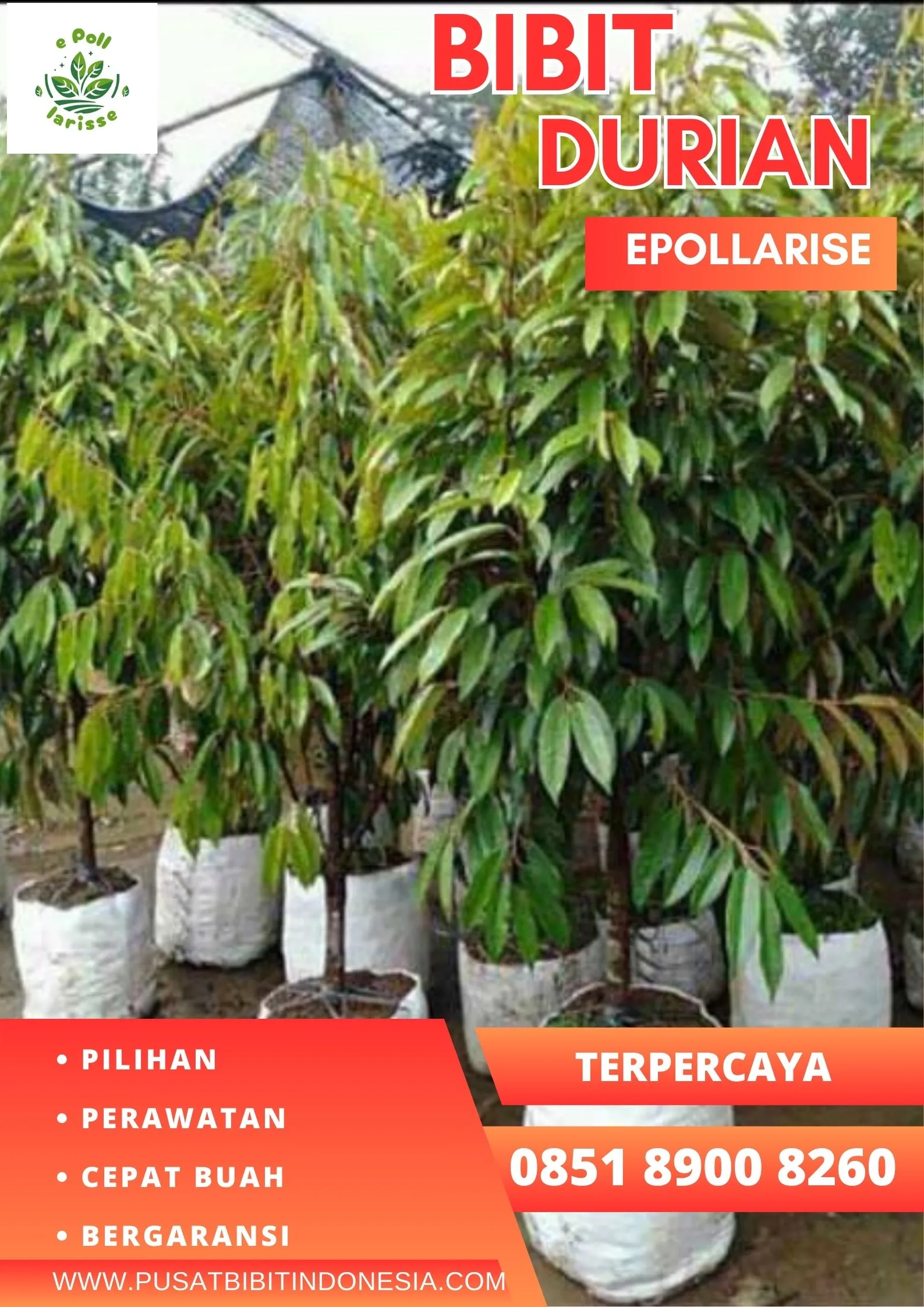 epollarise Bibit Durian Petruk Jepara