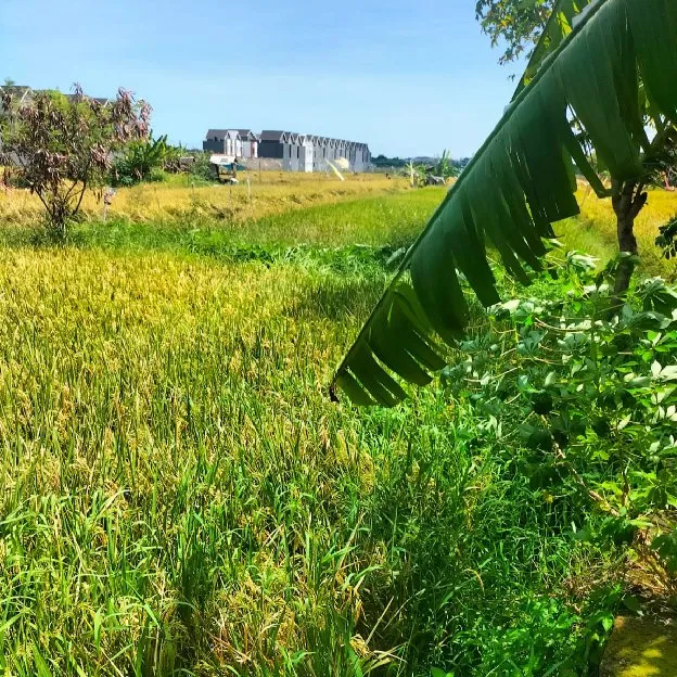Dijual 31 are, Jl. Gunung Soputan Gg. Ulun Suwi Pemecutan Denpasar