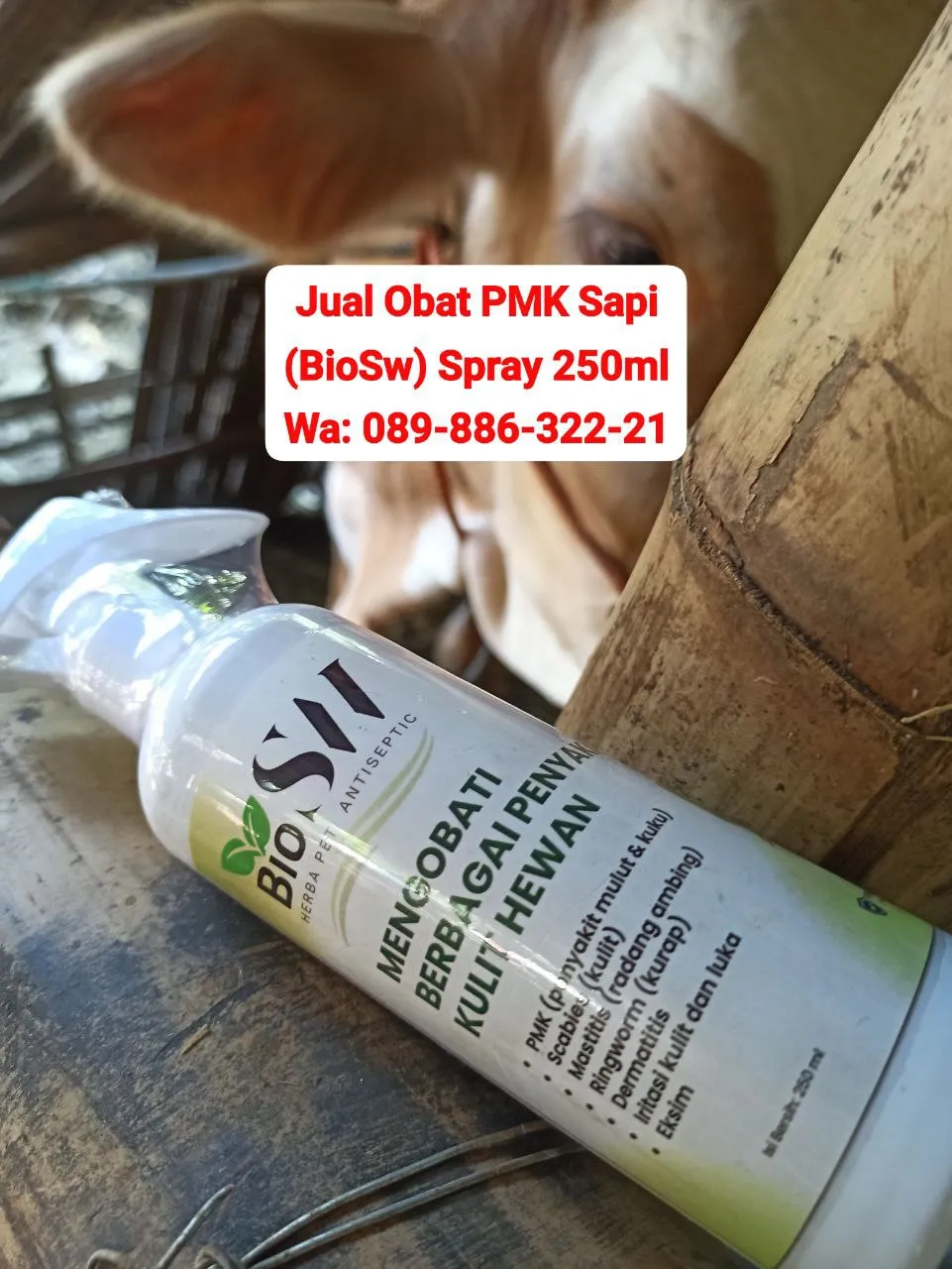 Jual Obat PMK Sapi Batang BioSW