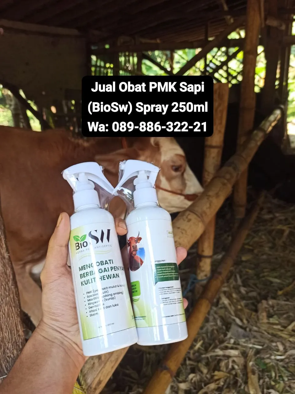 Jual Obat PMK Sapi Blora BioSW