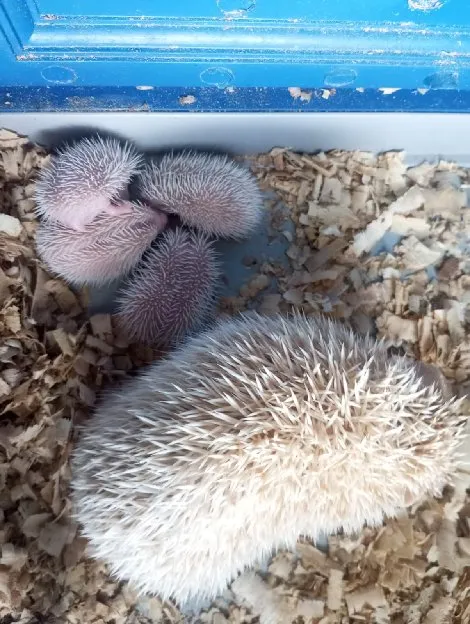 Landak Mini Baba Petstore