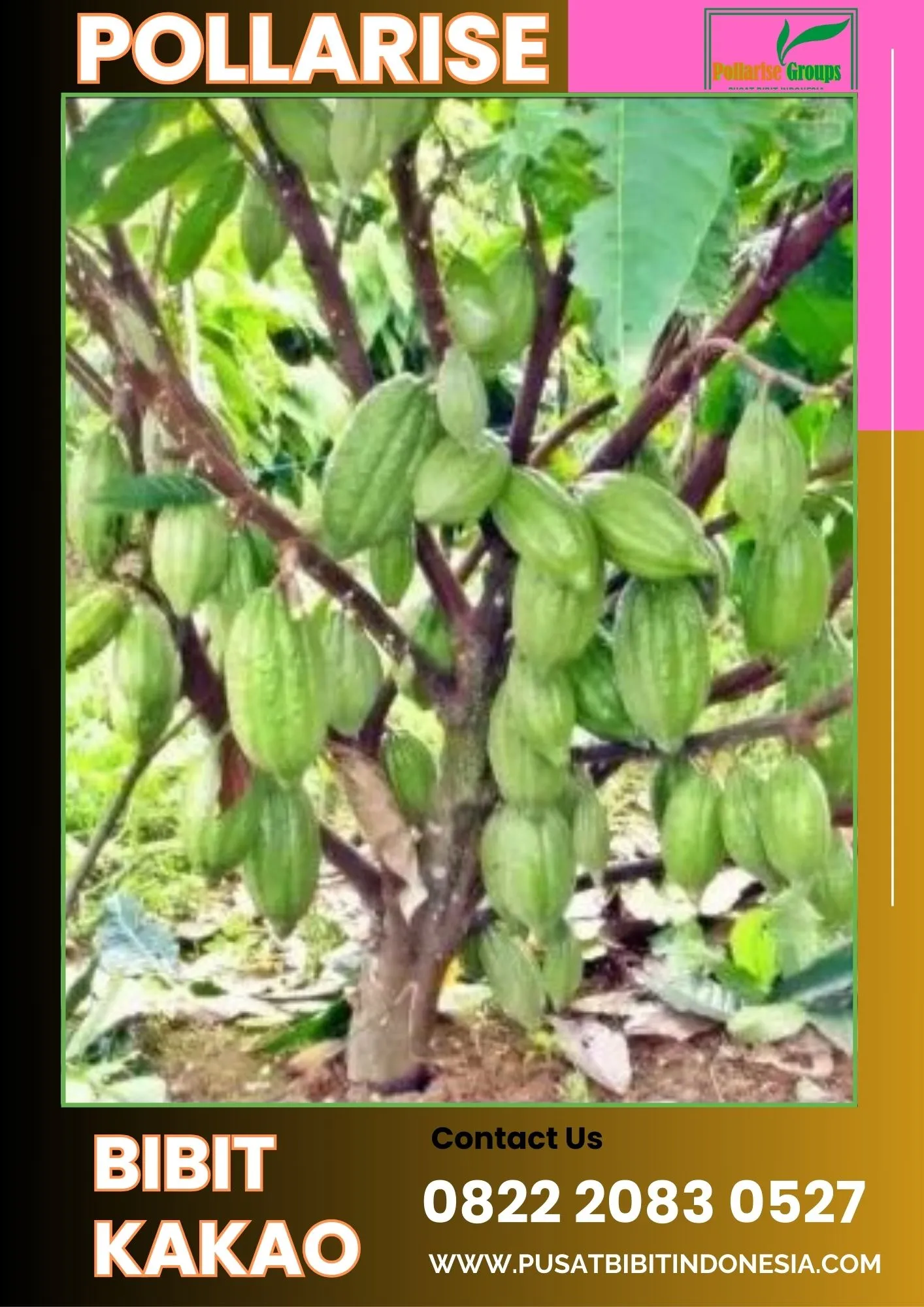 Pollarise  Bibit Kakao Di Siantar, Bibit Kakao Edel Pollarise