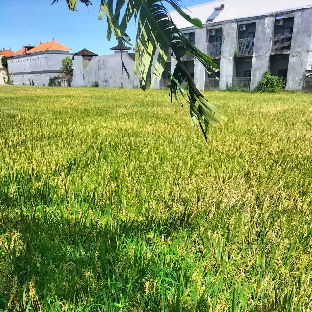 Dijual 31 are, Jl. Gunung Soputan Gg. Ulun Suwi Pemecutan Denpasar