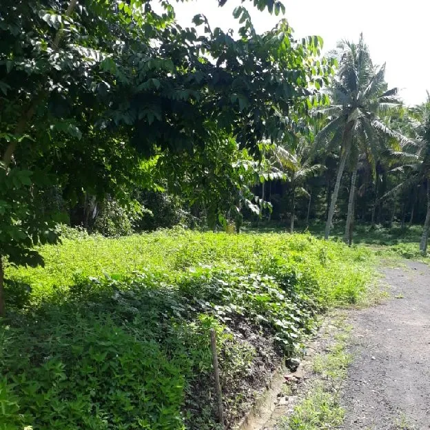 Dijual 22,8 are, Jl. Kamboja Raya Denpasar Singaraja Werdibhuwana Mengwi Badung