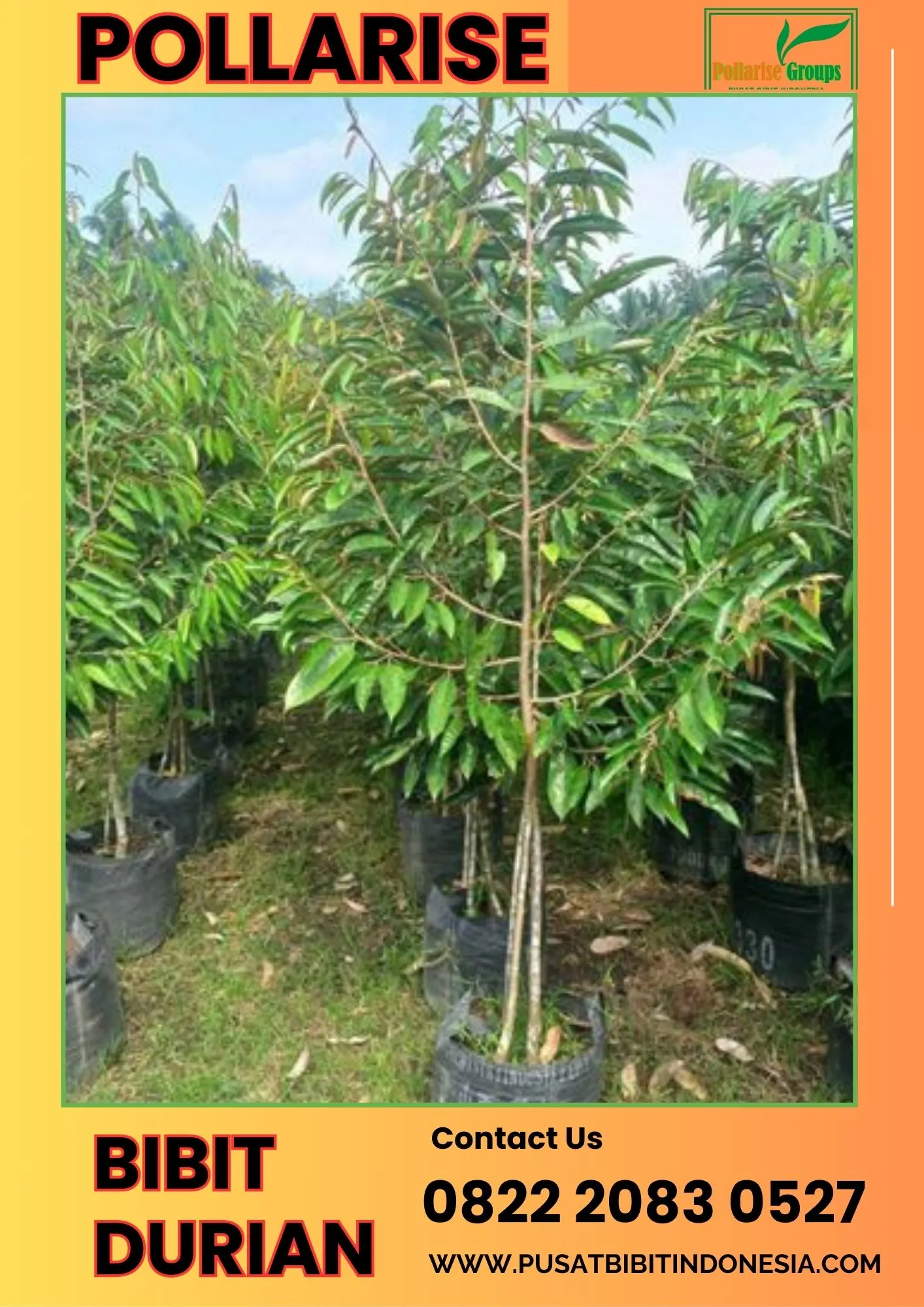 Pollarise  Bibit Durian Terbaik Di Indonesia