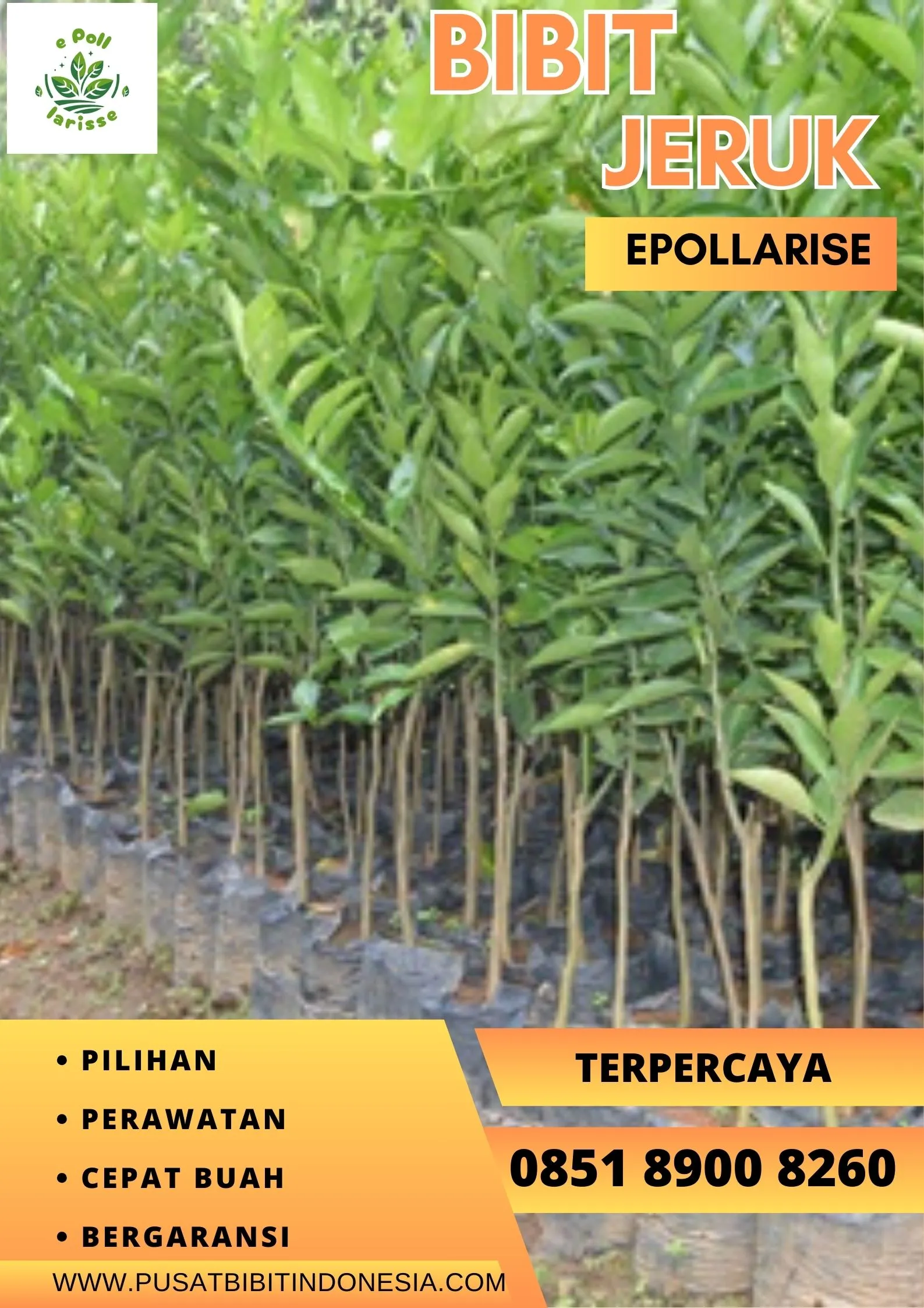 e pollarise Bibit Jeruk Santang Madu Di Medan