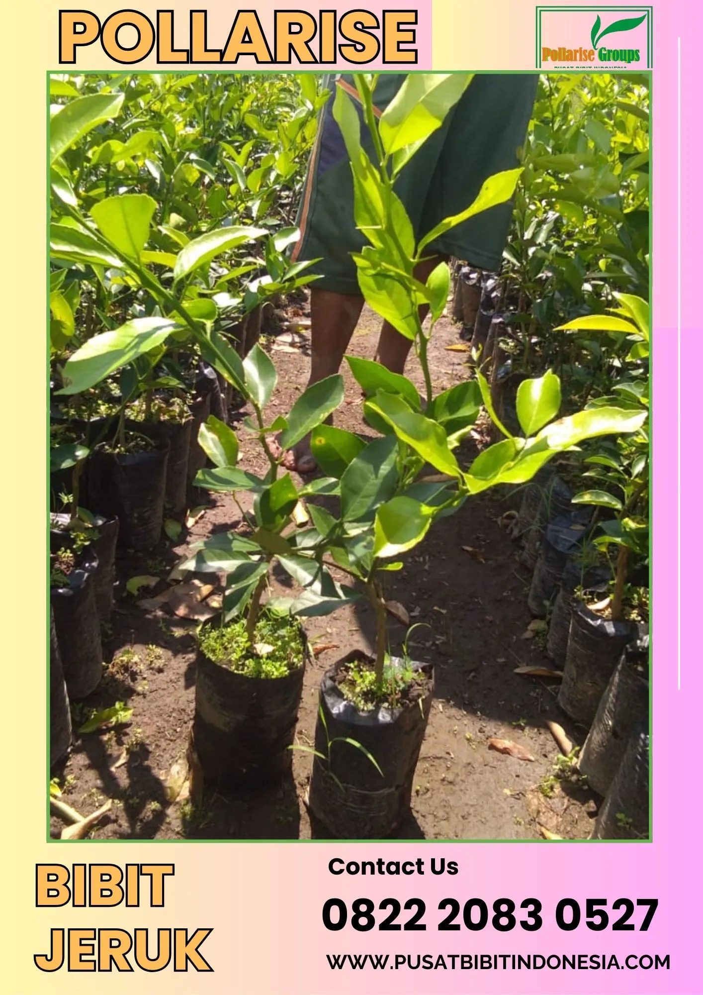 Pollarise  Bibit Jeruk Santang Madu Sho