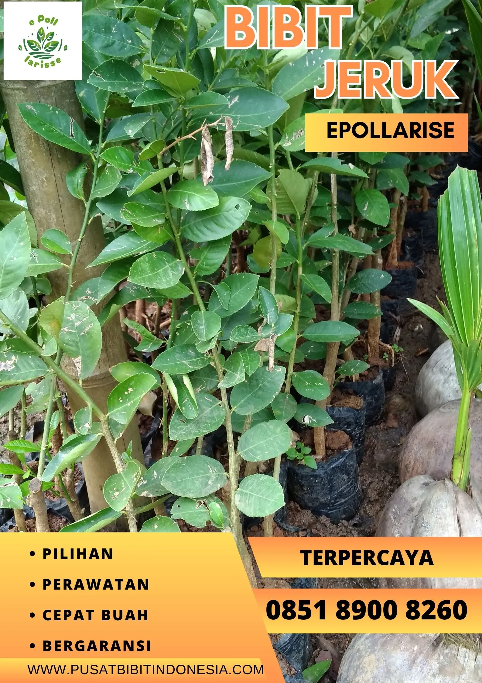 e pollarise Bibit Jeruk Santang Madu Di Bandung