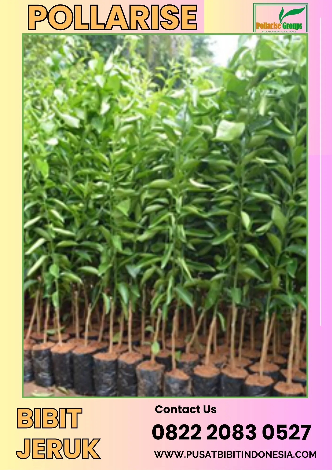 Pollarise  Bibit Jeruk Manis Dataran Rendah