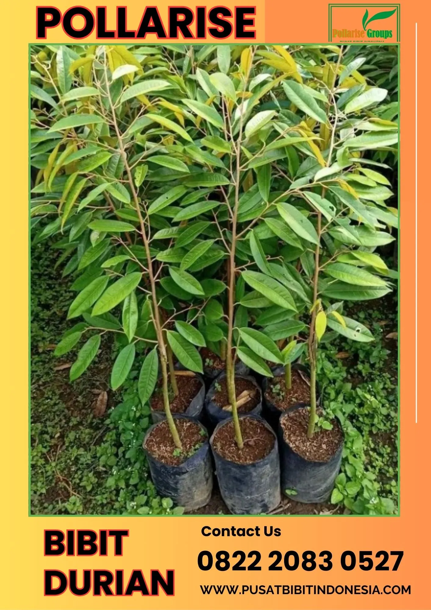 Pollarise  Bibit Durian Yang Bagus