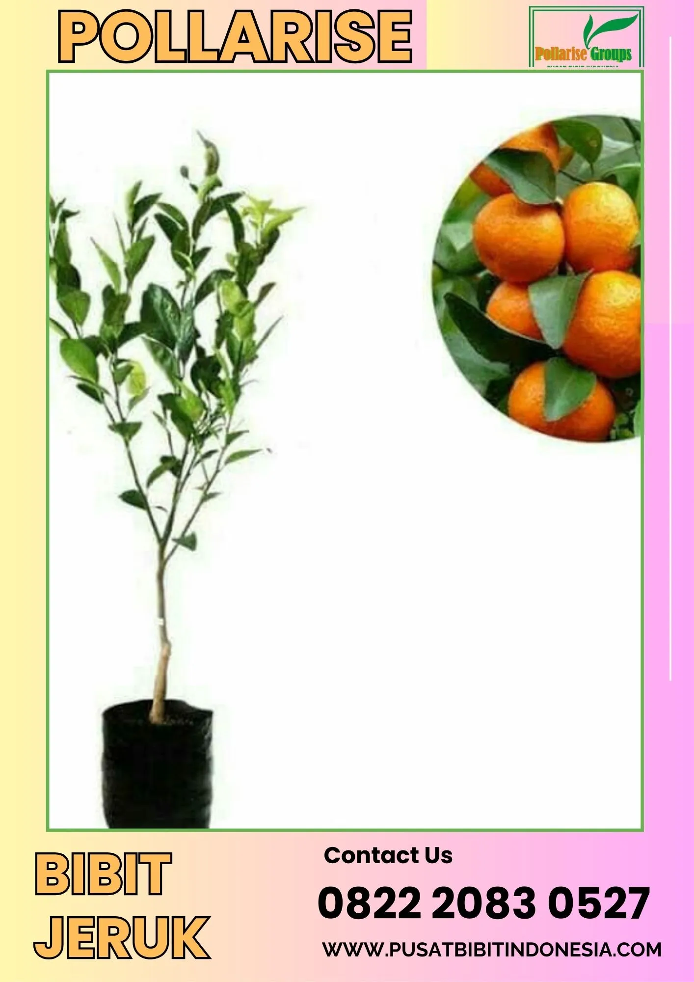 Pollarise  Bibit Jeruk Santang Madu Sho