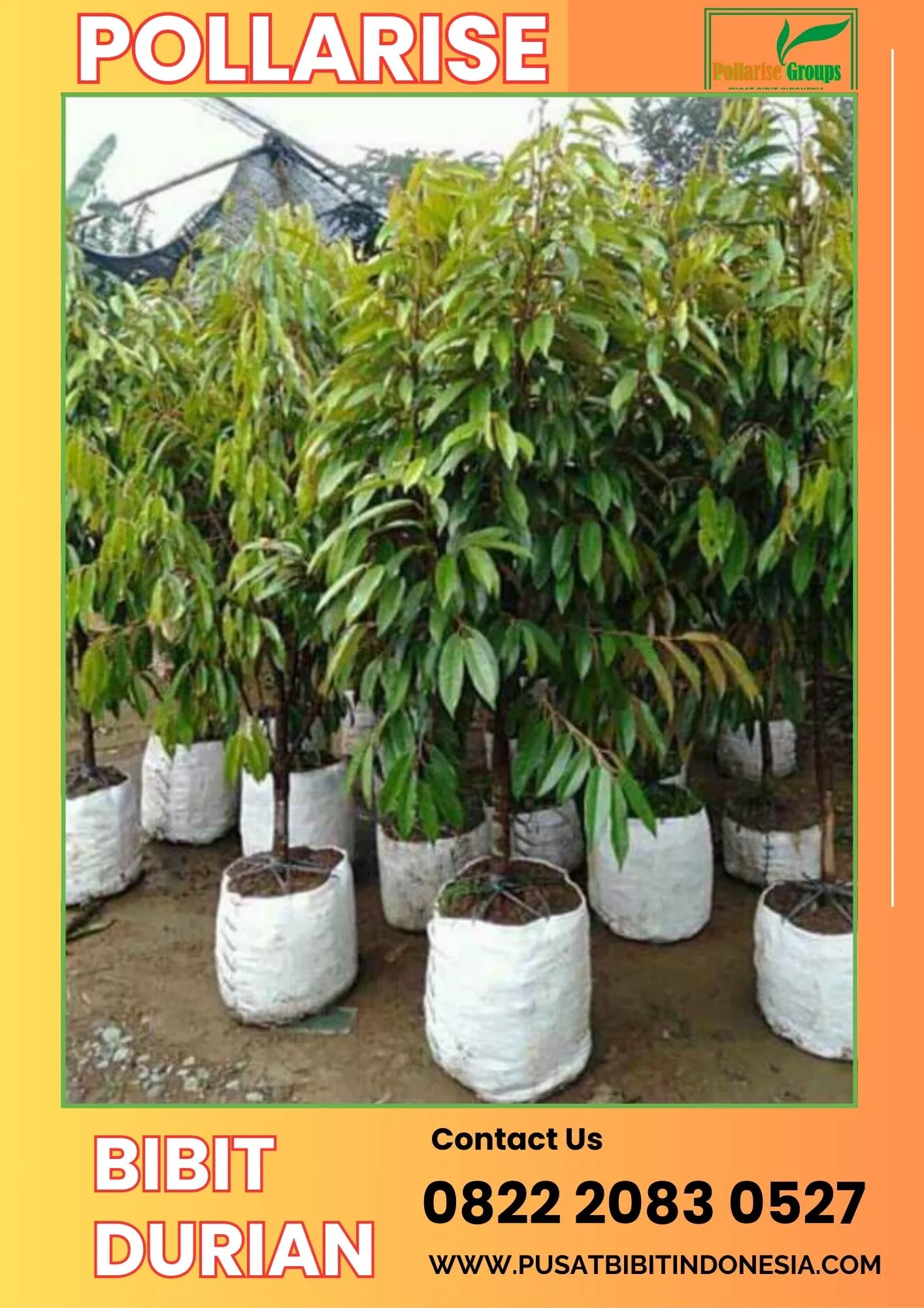 Pollarise  Bibit Bibit Durian Musang King
