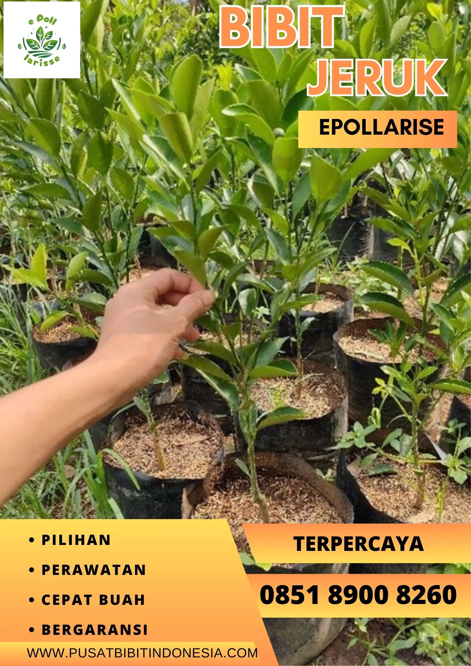 e pollarise Bibit Jeruk Santang Madu Di Malang