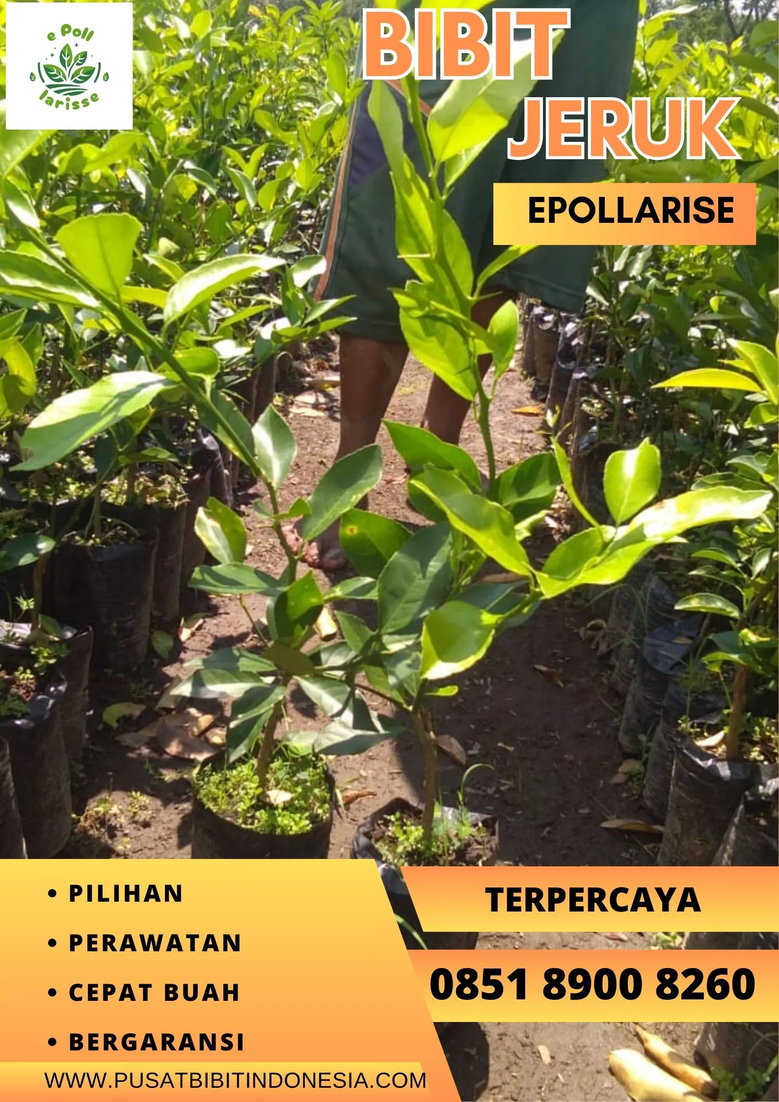e pollarise Bibit Jeruk Santang Madu Di Medan