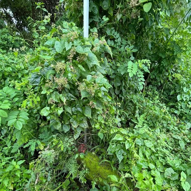 Dijual 1 are, Jl. Bima Puri Ayodya Residence Nyitdah Pandak Gede Kediri Tabanan