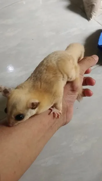 SG platmoz betina