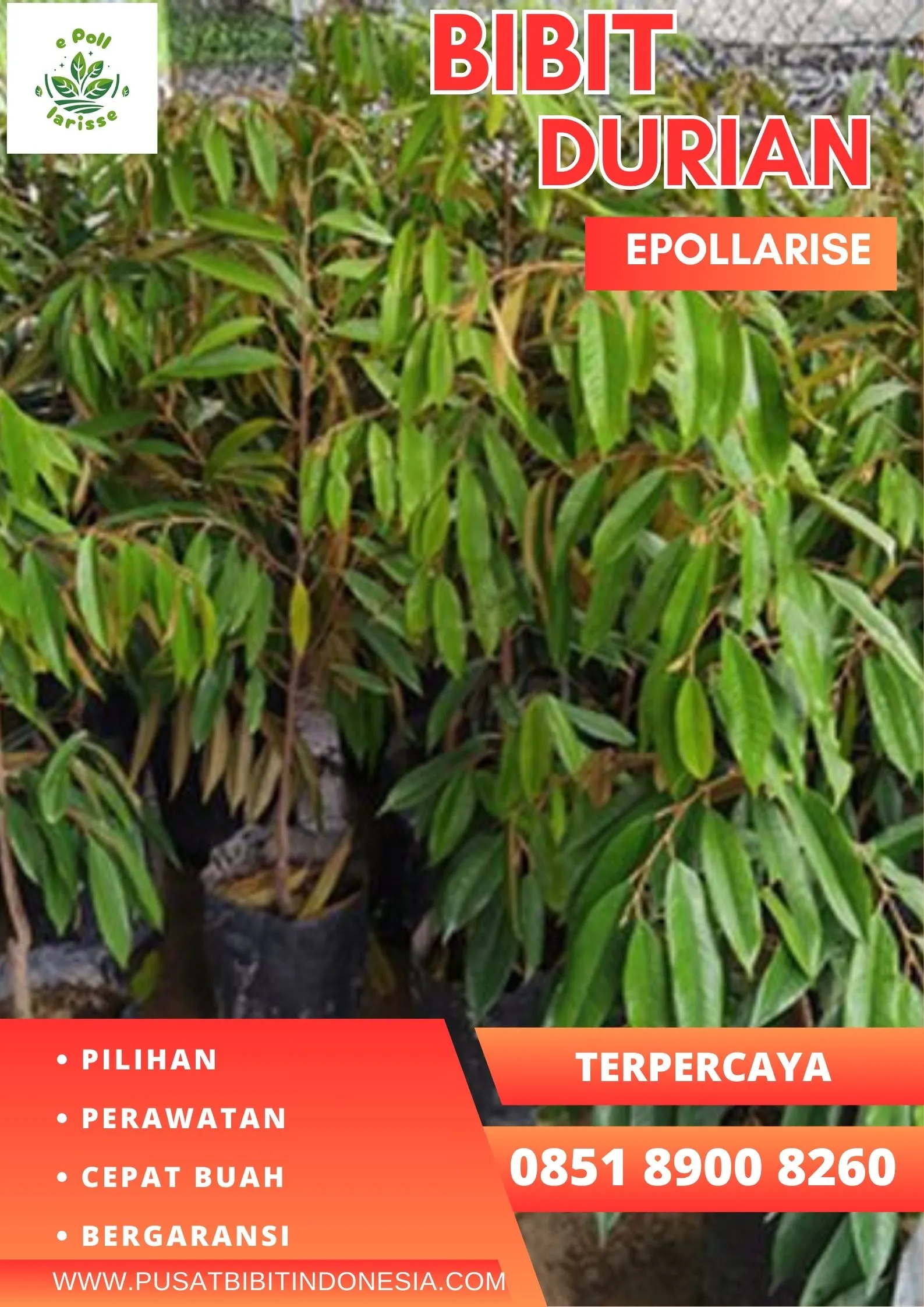 epollarise Bibit Durian Petruk Jepara
