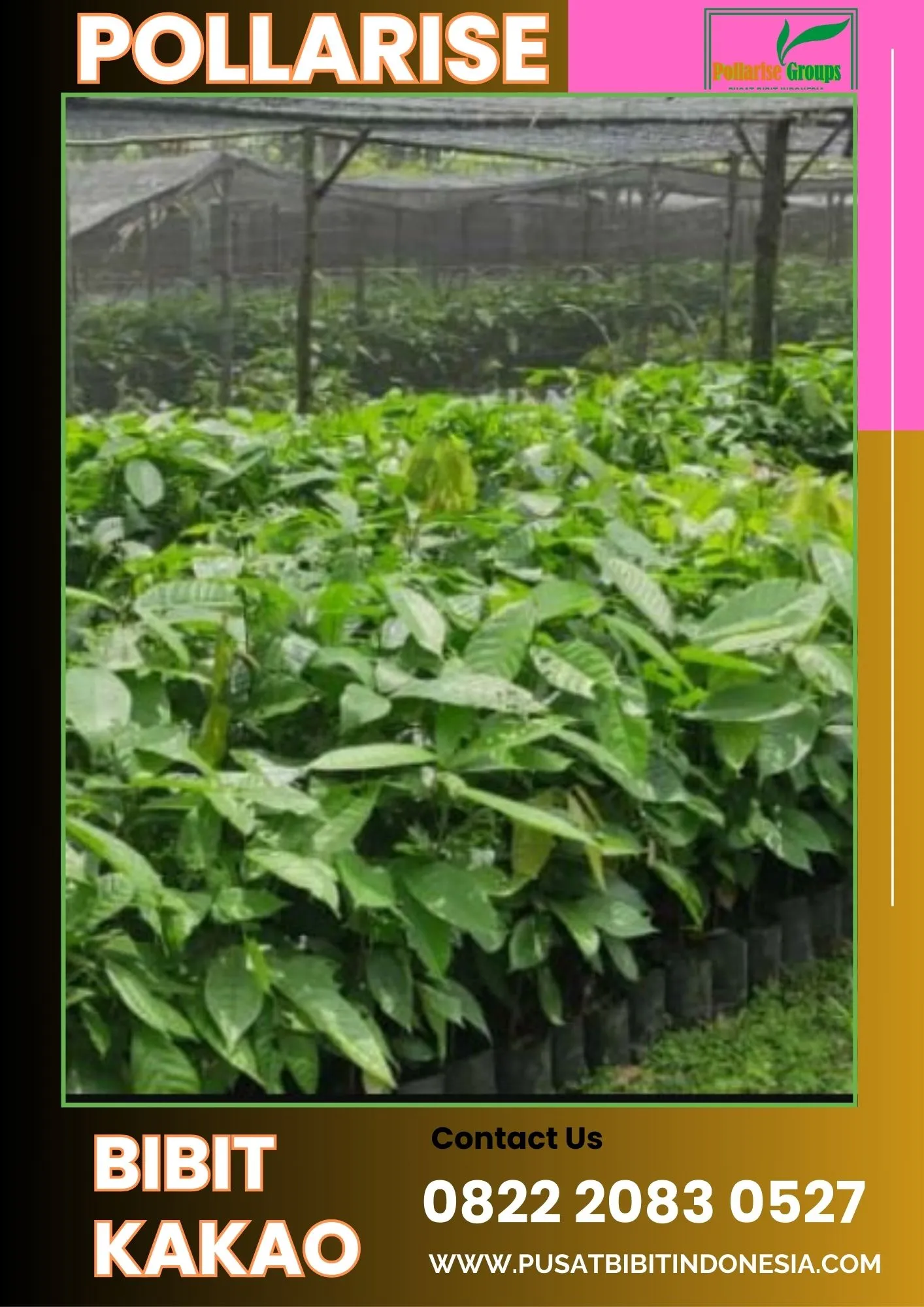 Pollarise  Bibt Kakao Cepat Berbuah, Bibit Kakao Cepat Berbuah Pollarise