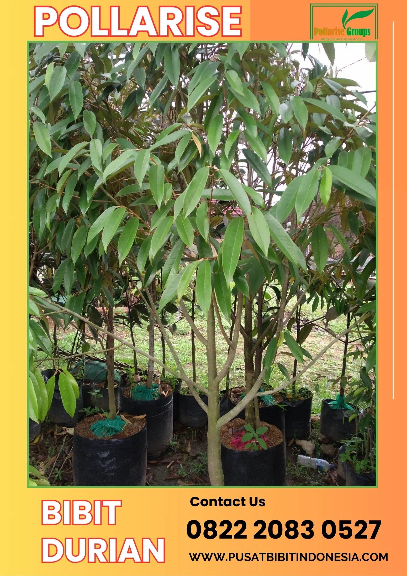 Pollarise  Bibit Durian Yang Bagus
