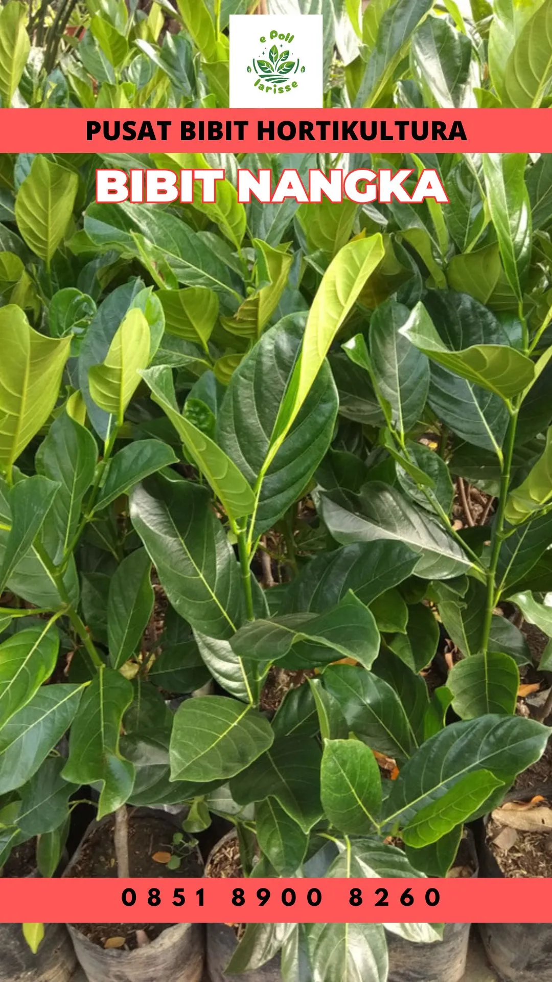 Sentra Bibit Pertanian, Harga Bibit Nangka Sayur, Rumah Tangga ...