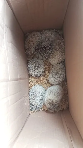 landak mini jogja baba petstore