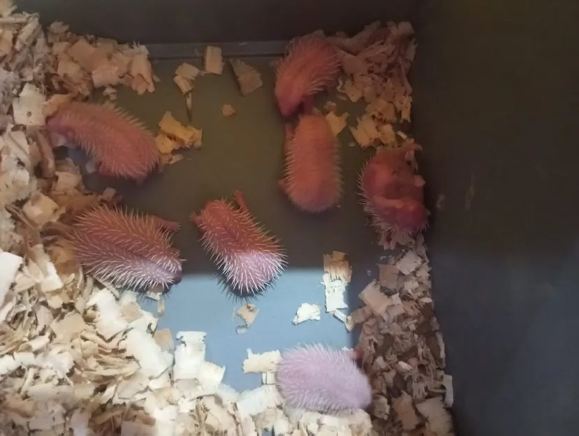 Landak Mini Baba Petstore