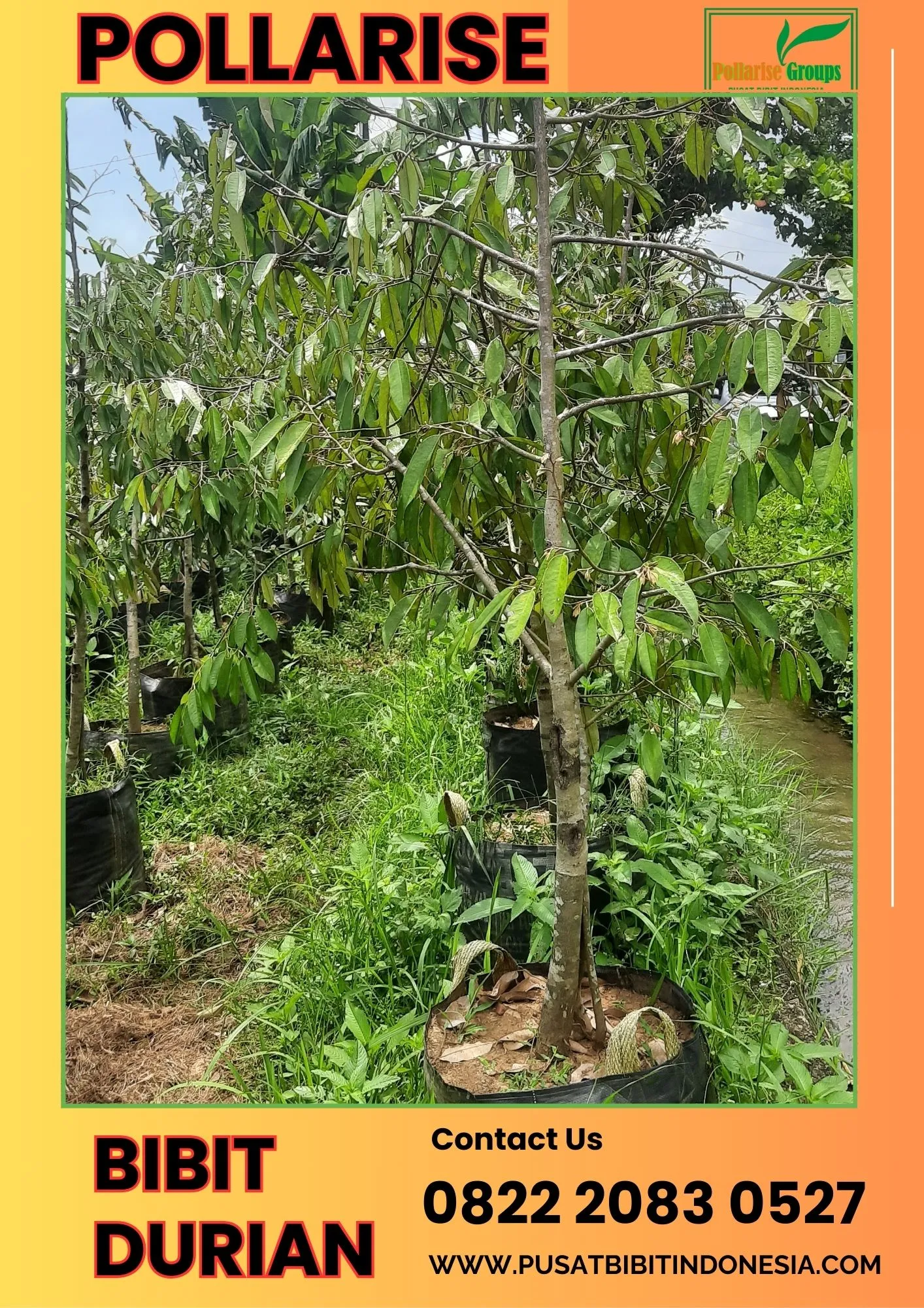 Pollarise  Bibit Bibit Durian Musang King