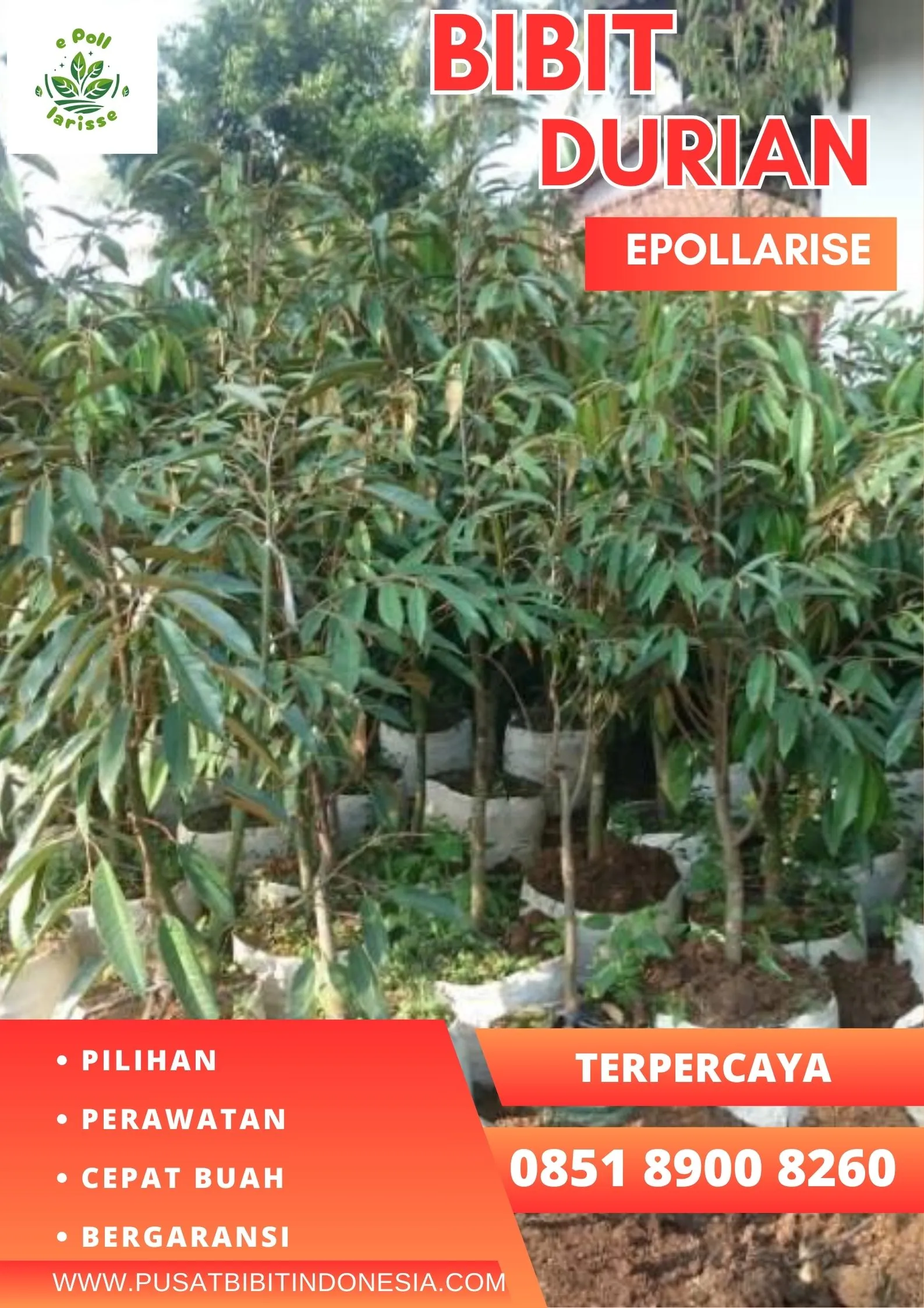 epollarise Bibit Durian Petruk Semarang