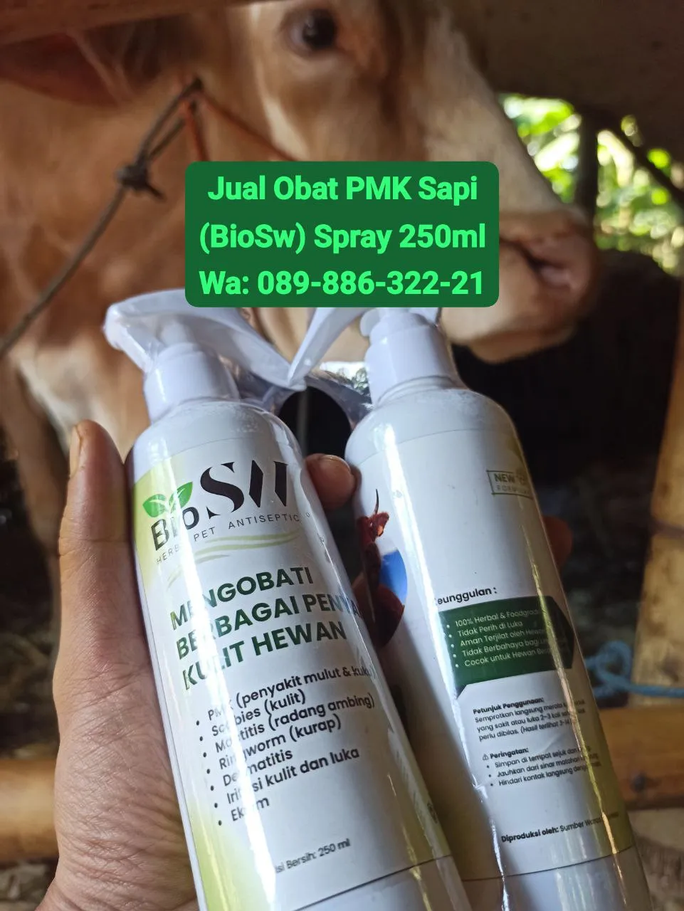 Jual Obat PMK Sapi Jepara BioSW