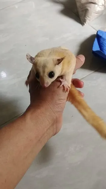 SG platmoz betina
