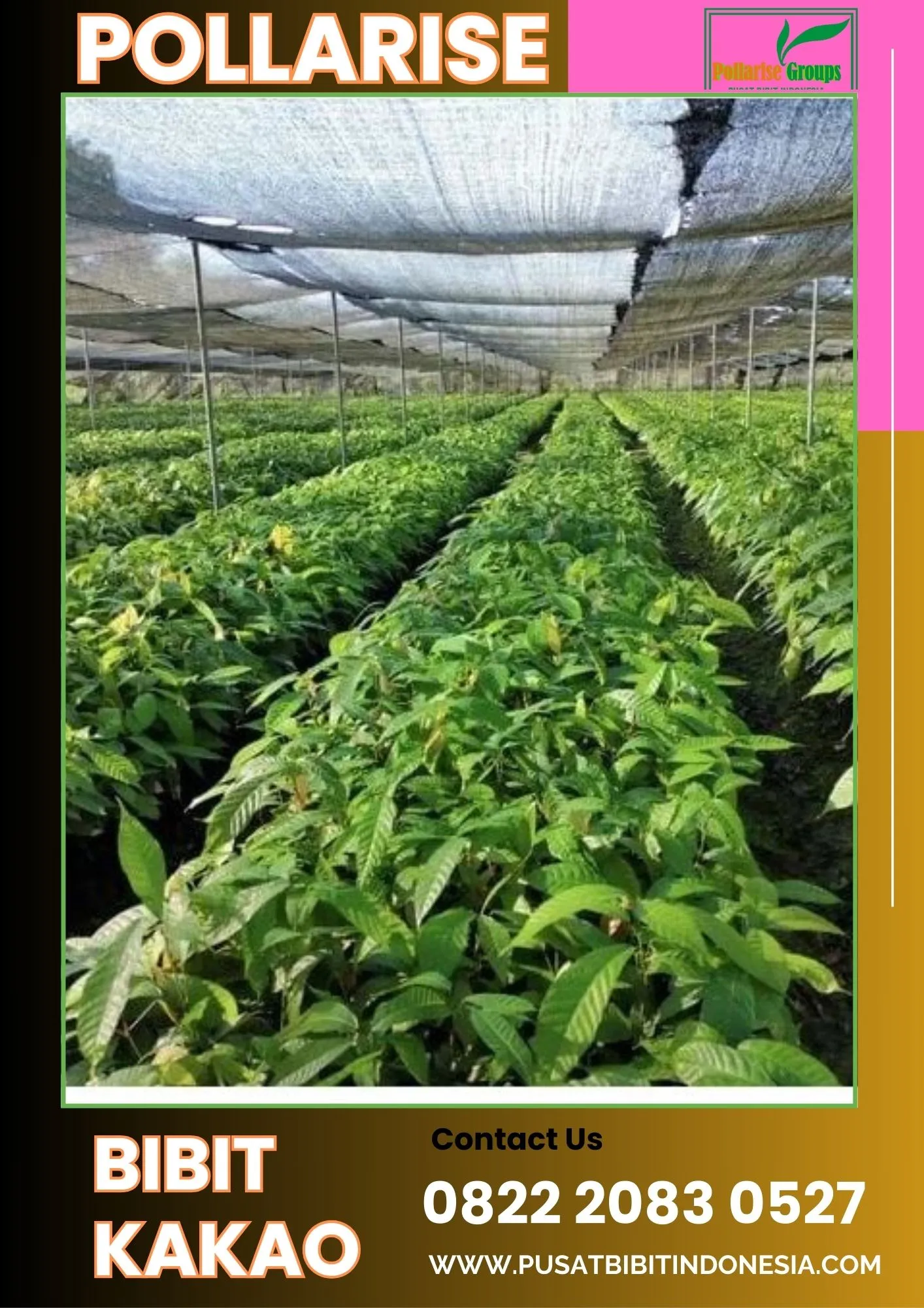 Pollarise  Bibit Kakao Di Siantar, Bibit Kakao Edel Pollarise