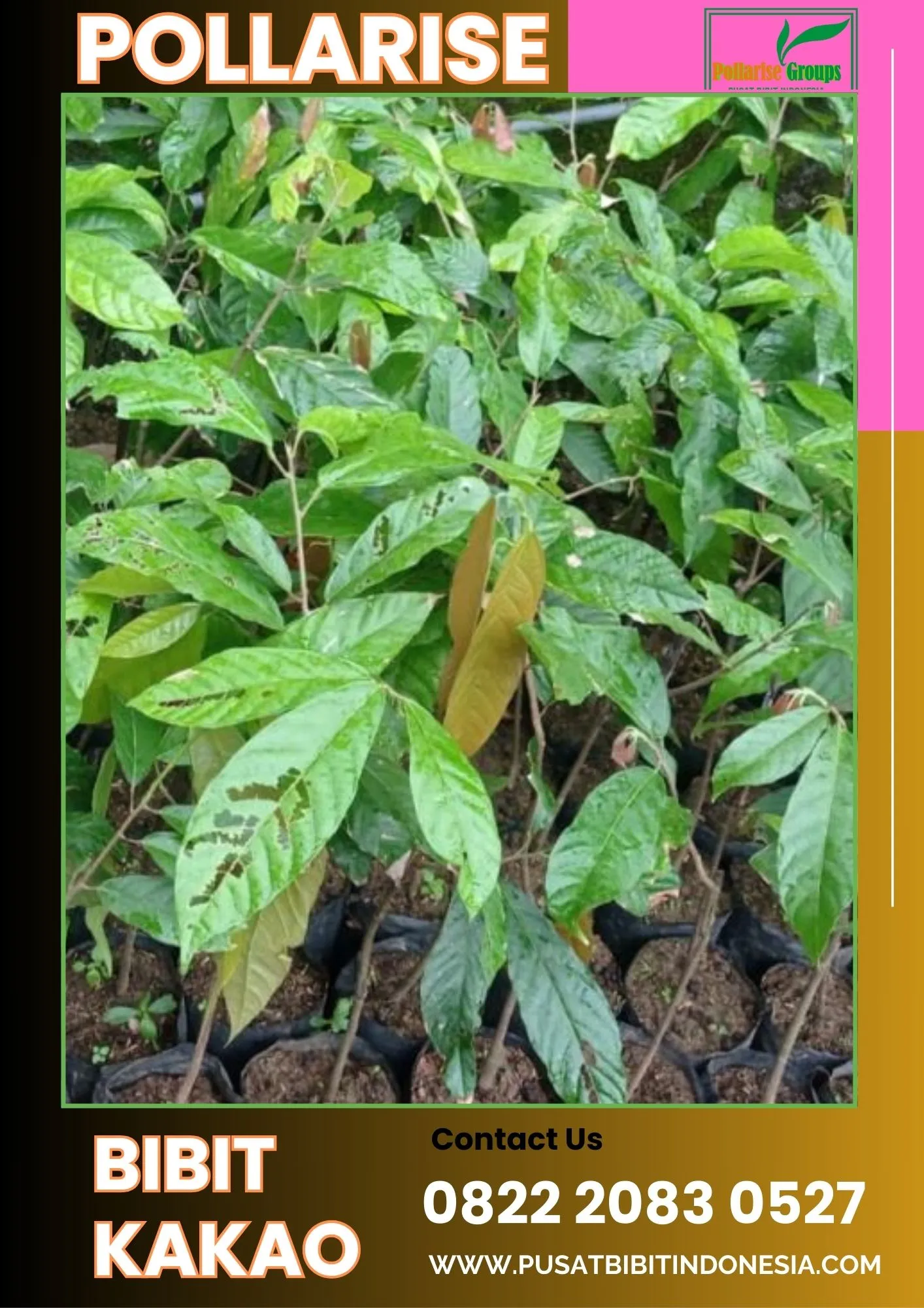 Pollarise  Bibit Coklat Sambung Pucuk,   Bibit Coklat Unggul Pollarise