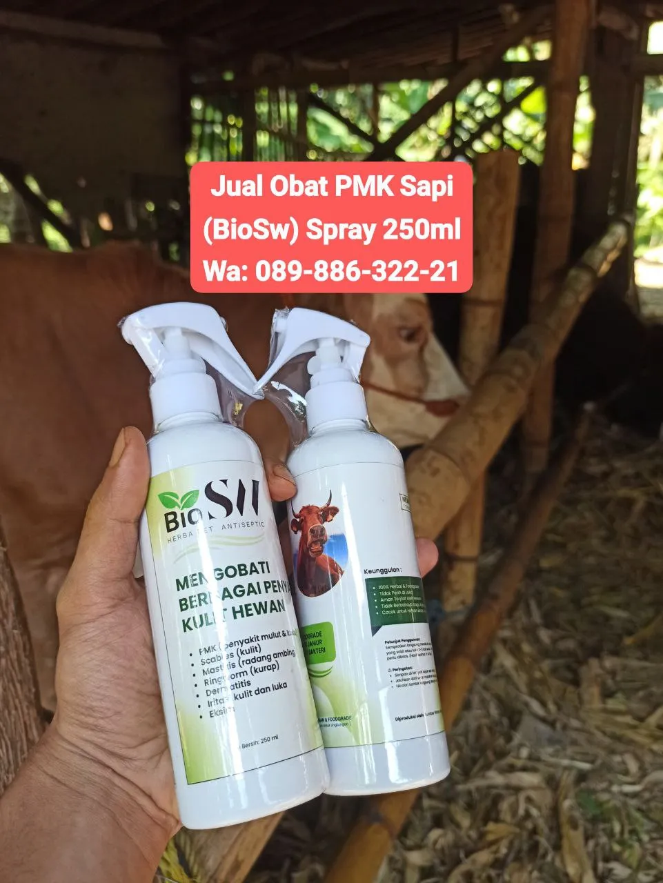 Jual Obat PMK Sapi Boyolali BioSW