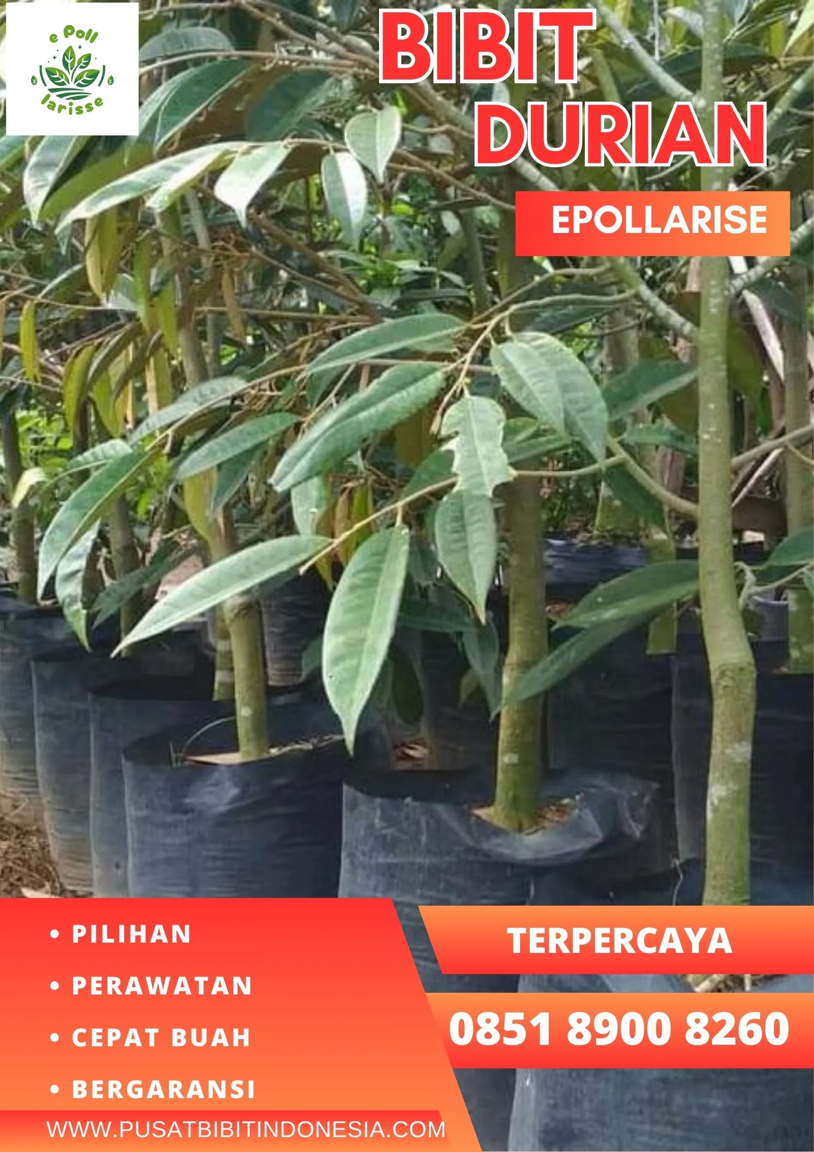 epollarise Bibit Durian Petruk Semarang