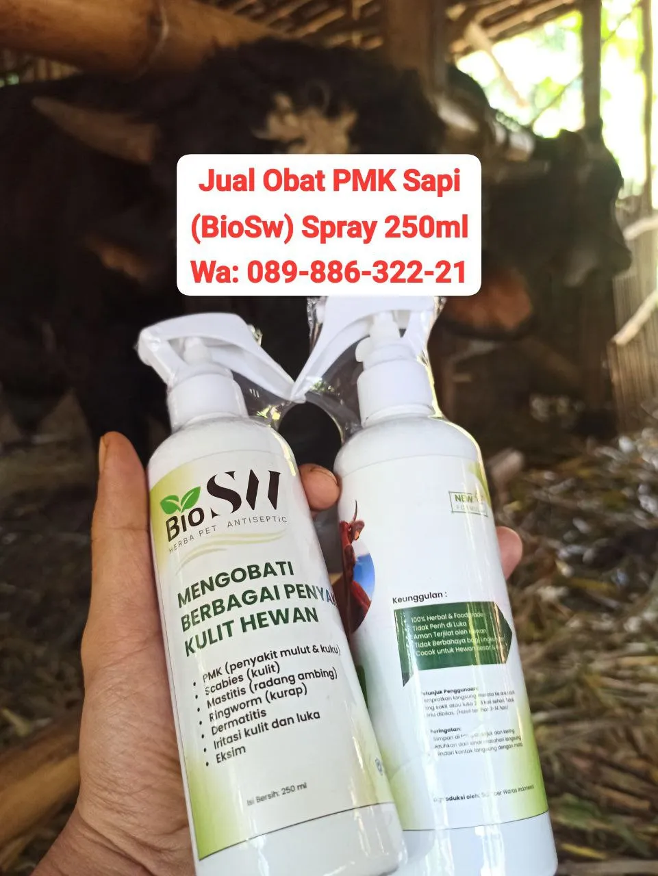 Jual Obat PMK Sapi Grobogan BioSW