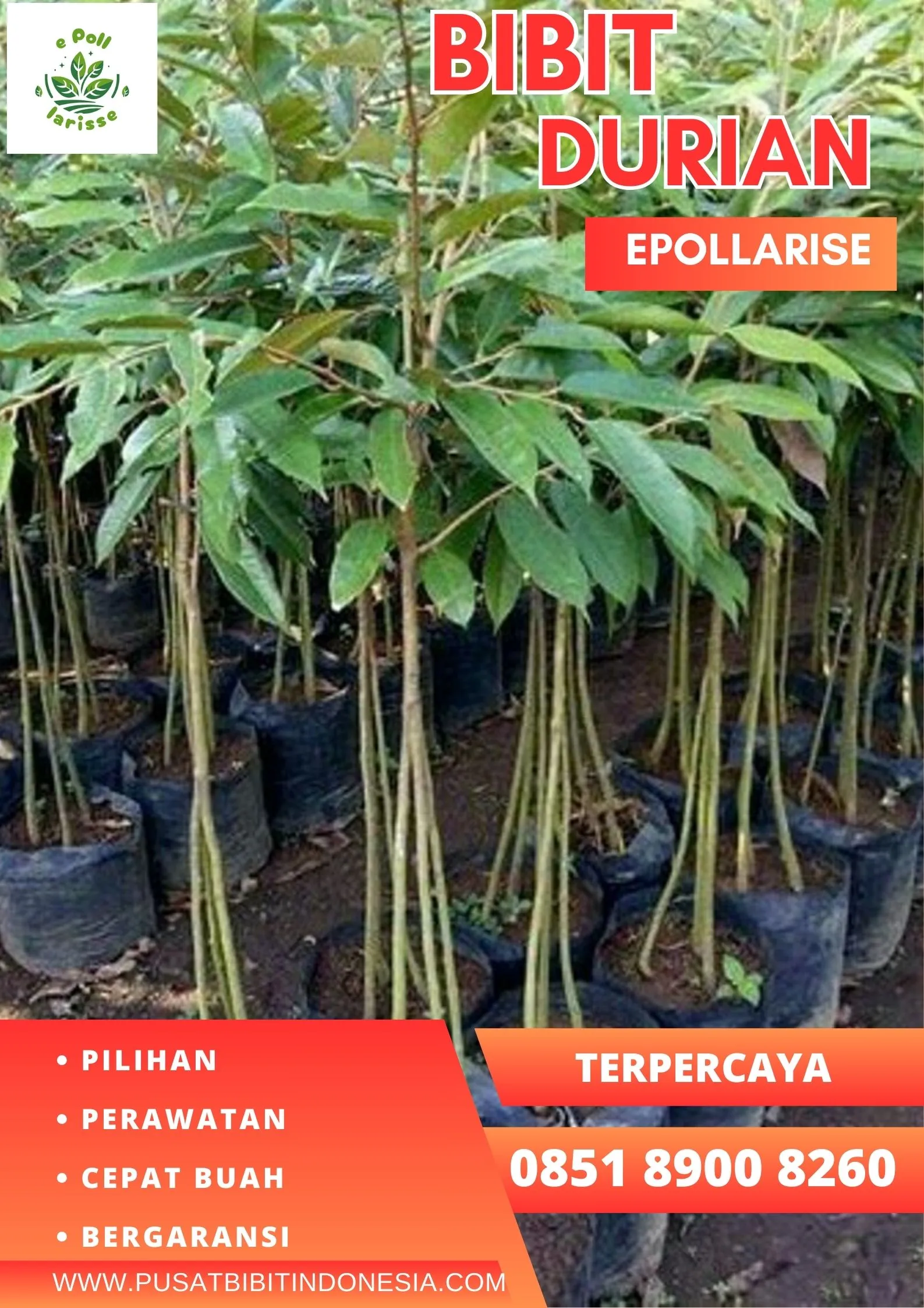 epollarise Bibit Durian Musang King Kaki Tiga