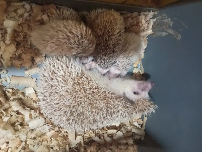 Landak Mini Baba Petstore