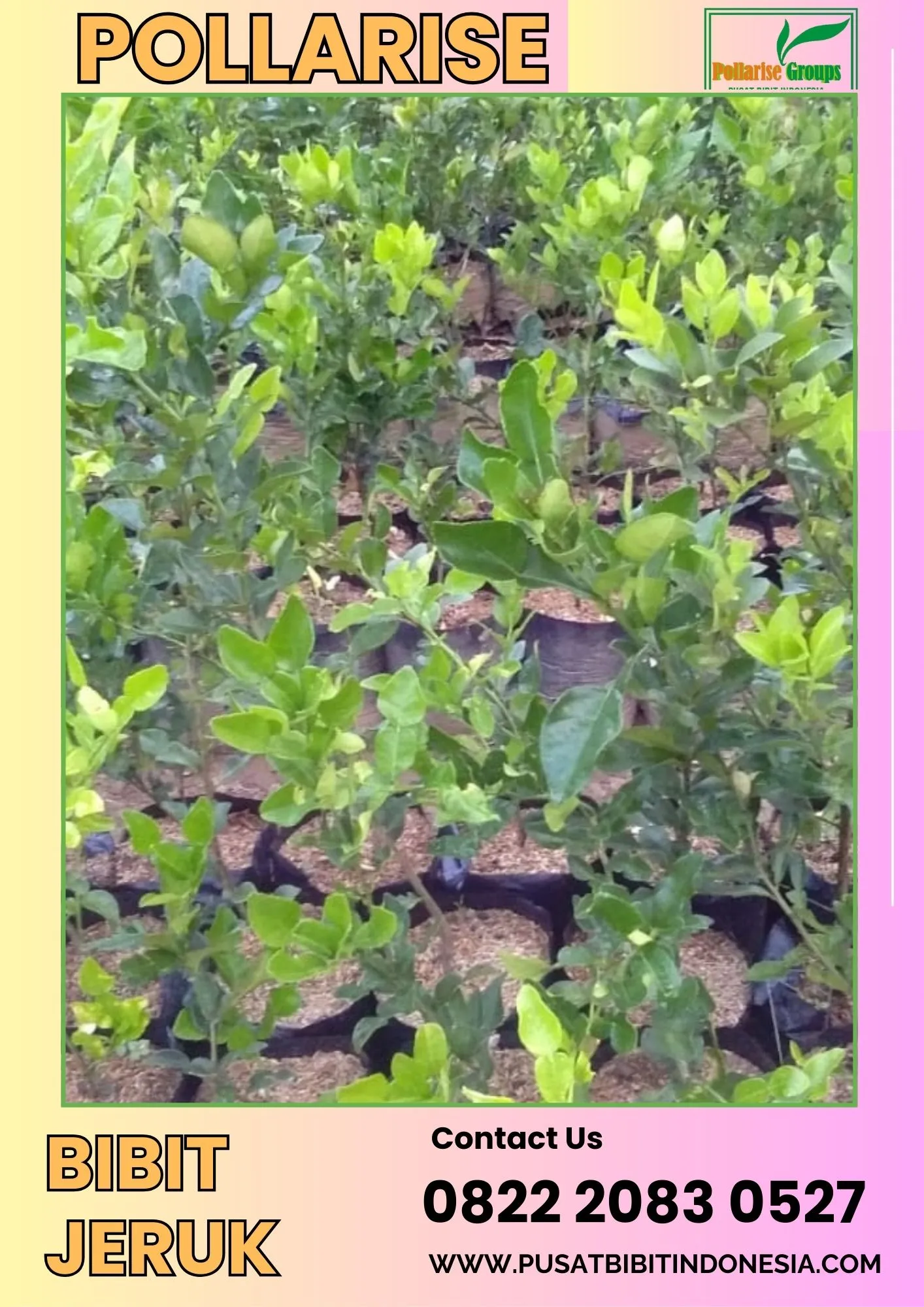 Pollarise  Bibit Jeruk Manis Dataran Rendah