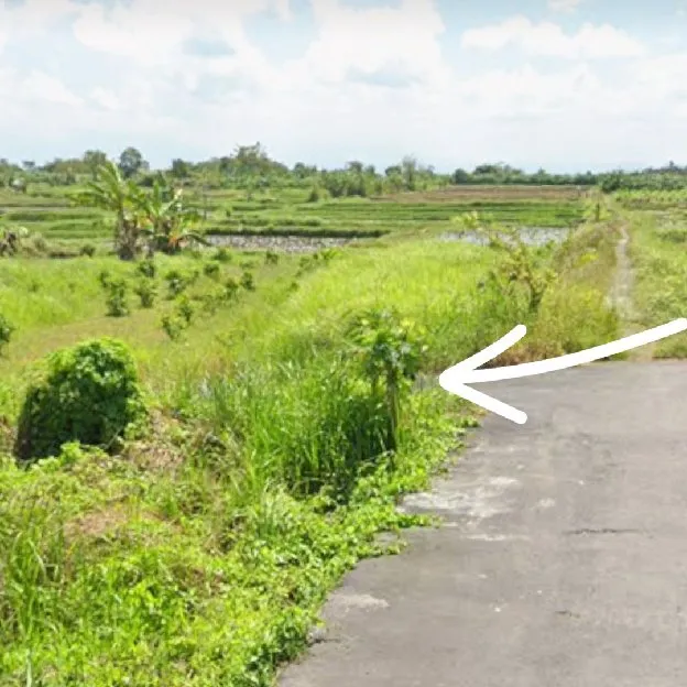 Dijual 1,7 are, Jl. Sekargadung Cekomaria Utara Sibang Gede Abiansemal Badung