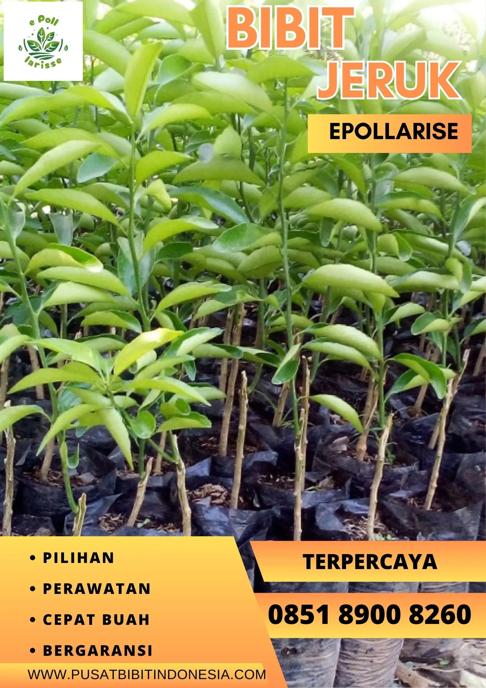 e pollarise Bibit Jeruk Santang Madu Di Bandung