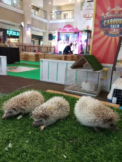 landak mini jogja baba petstore