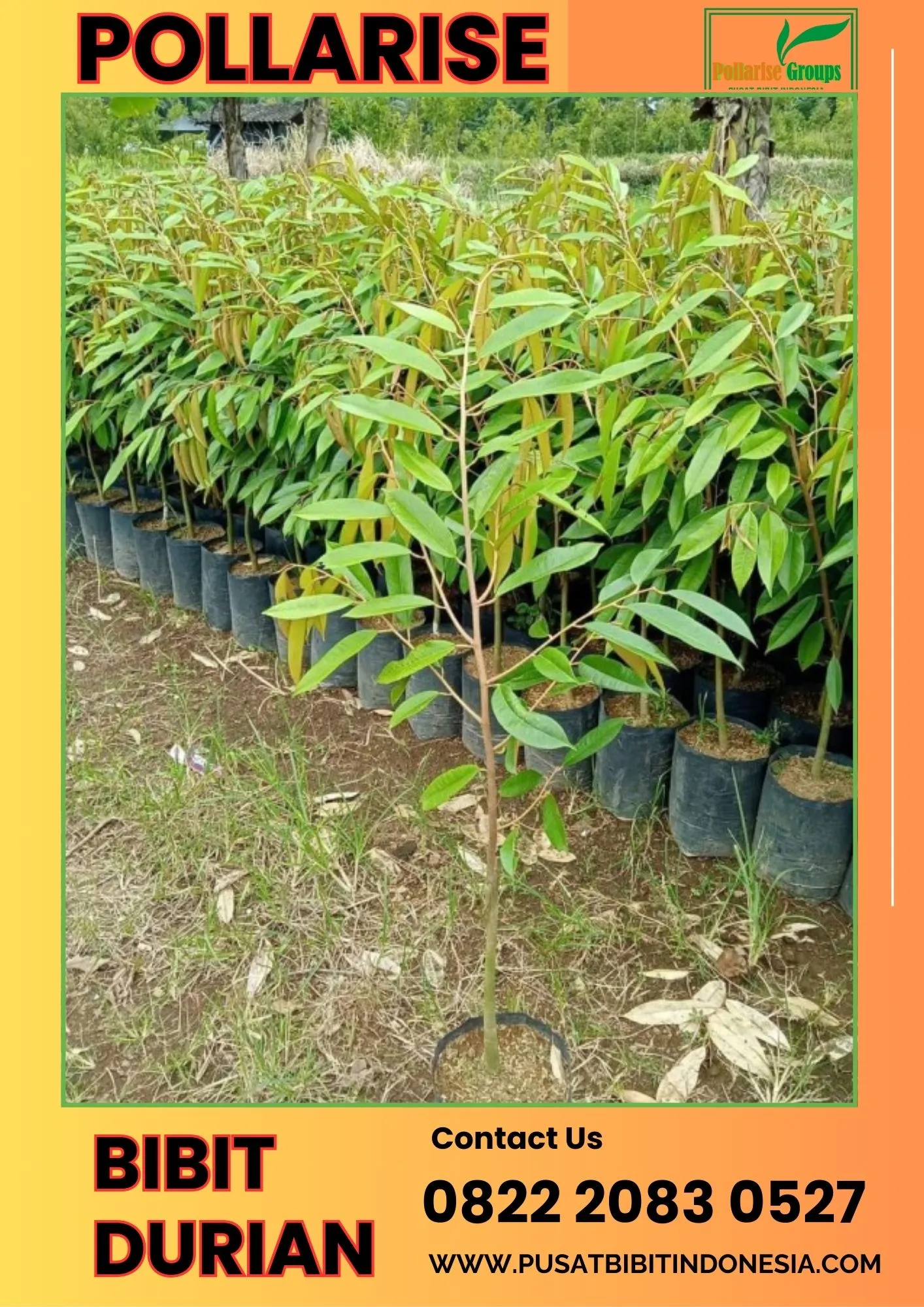 Pollarise  Bibit Durian Terbaik Di Indonesia