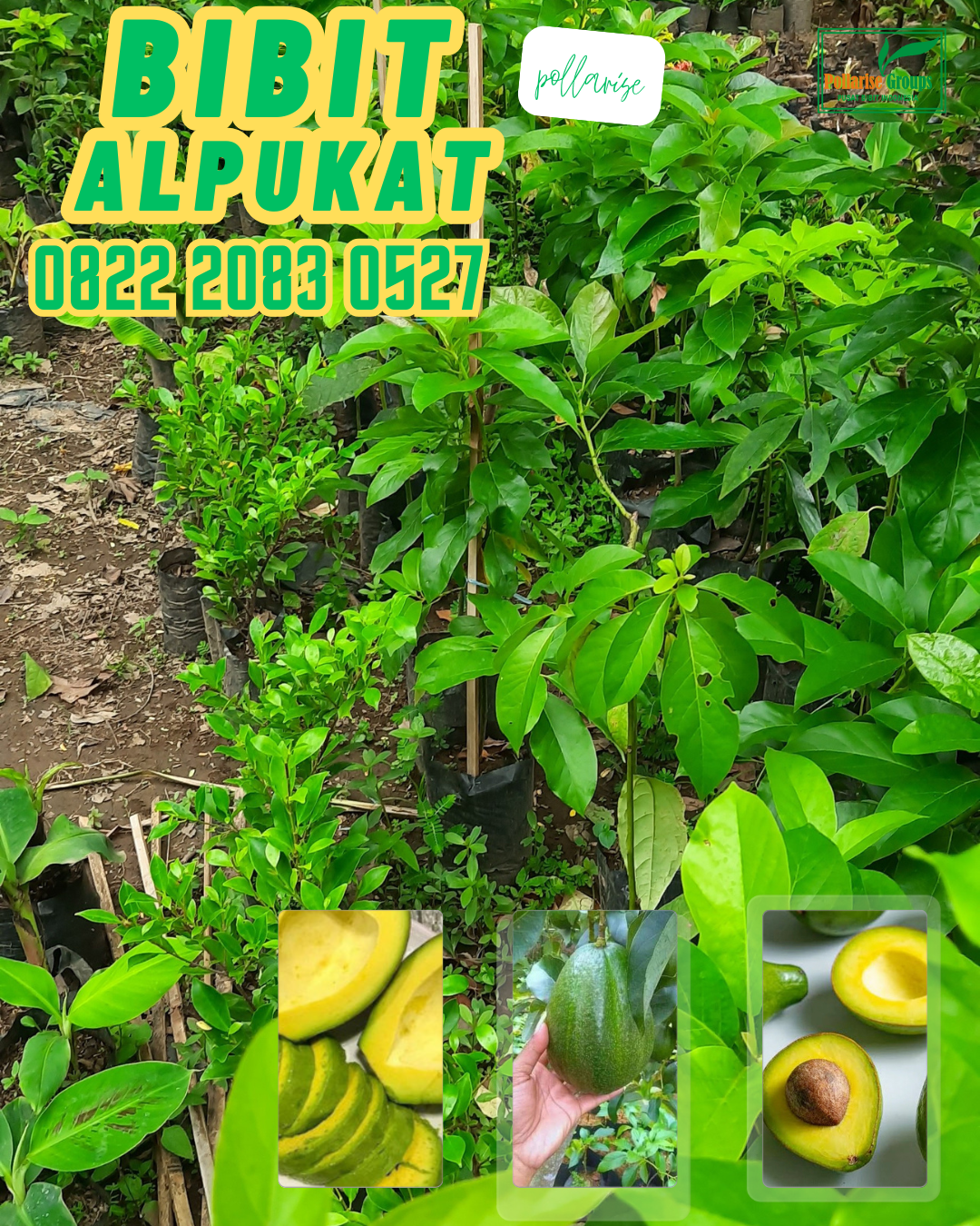 Produsen bibitpisang