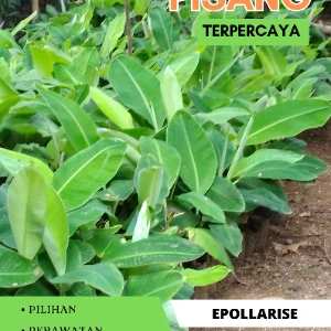 Hortikultura Buah Bibit Alpukat Mentega